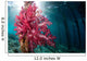 Soft Coral Growing Pilings Wall Decal Design 1