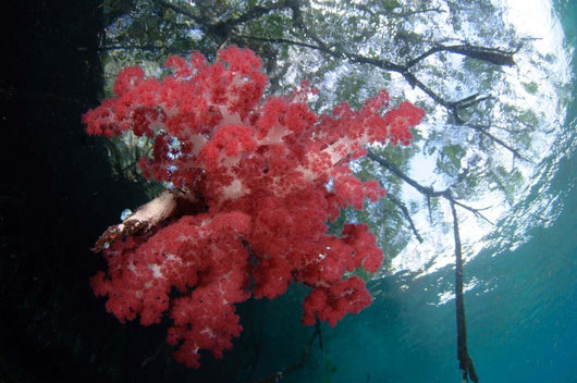 Soft Corals Growing Roots Wall Decal Design 1