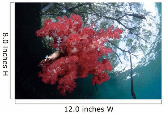 Soft Corals Growing Roots Wall Decal Design 1