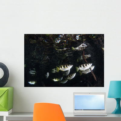 School Archerfish Raja Ampat Wall Decal shown on a wall