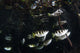 School Archerfish Raja Ampat Wall Decal