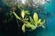 Mangrove Leaves Growing below Wall Decal