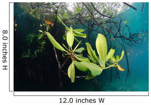 Mangrove Leaves Growing below Wall Decal