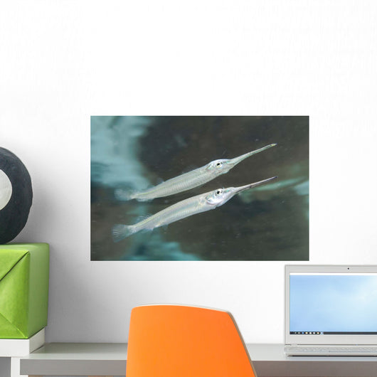 Estuarine Halfbeak Reflecting Water Wall Decal