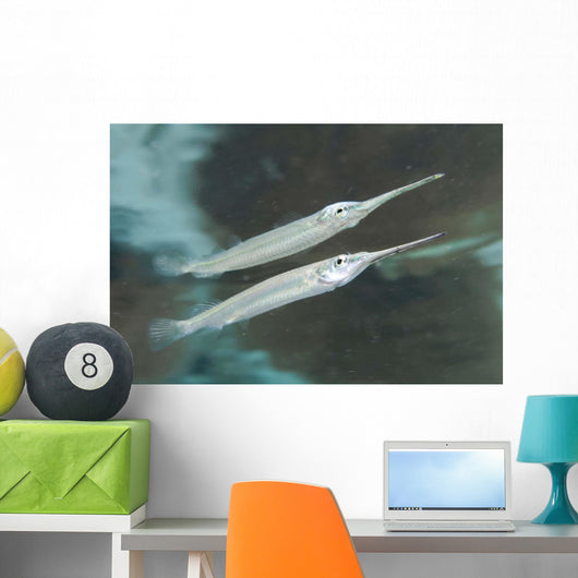 Estuarine Halfbeak Reflecting Water Wall Decal