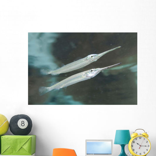 Estuarine Halfbeak Reflecting Water Wall Decal