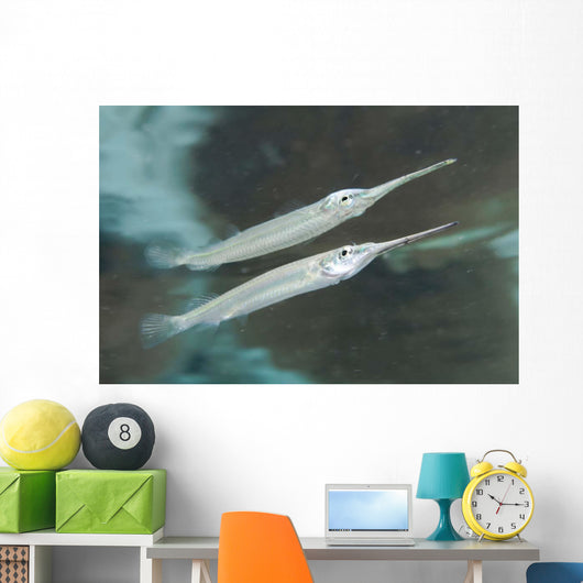 Estuarine Halfbeak Reflecting Water Wall Decal