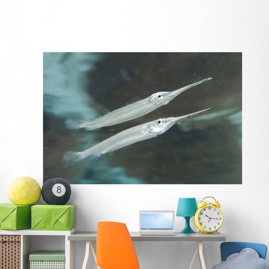 Estuarine Halfbeak Reflecting Water Wall Decal
