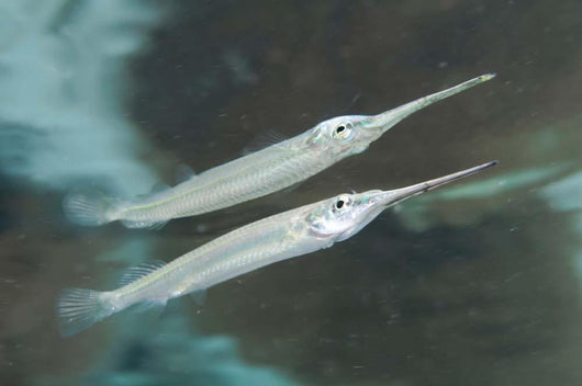 Estuarine Halfbeak Reflecting Water Wall Decal