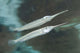 Estuarine Halfbeak Reflecting Water Wall Decal