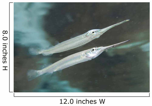 Estuarine Halfbeak Reflecting Water Wall Decal