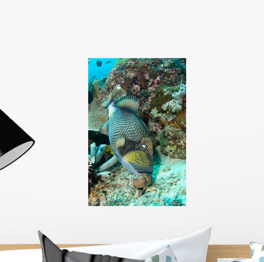 Titan Triggerfish Feeding Komodo Wall Decal