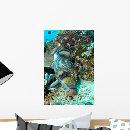 Titan Triggerfish Feeding Komodo Wall Decal
