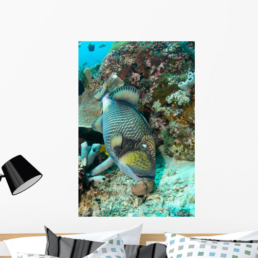 Titan Triggerfish Feeding Komodo Wall Decal
