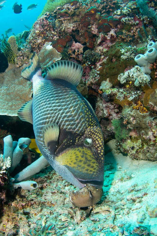 Titan Triggerfish Feeding Komodo Wall Decal
