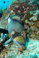 Titan Triggerfish Feeding Komodo Wall Decal