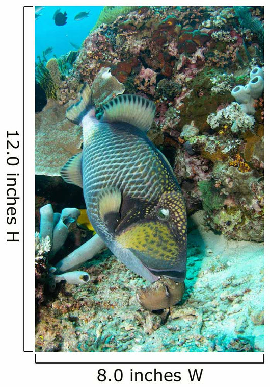 Titan Triggerfish Feeding Komodo Wall Decal