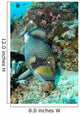 Titan Triggerfish Feeding Komodo Wall Decal