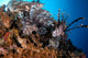 Two Lionfish Hunting Small Wall Decal Design 2