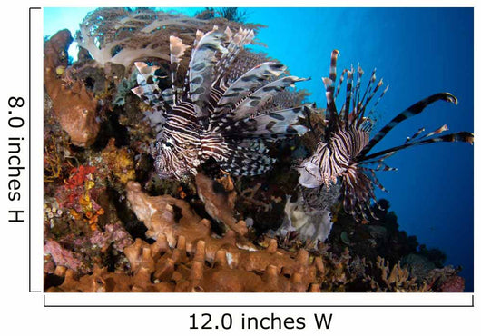 Two Lionfish Hunting Small Wall Decal Design 2