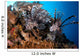 Two Lionfish Hunting Small Wall Decal Design 2