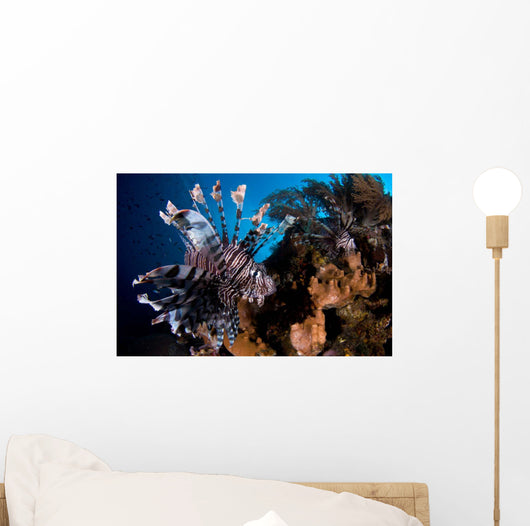 Two Lionfish Hunting Small Wall Decal Design 1
