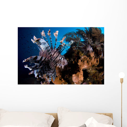 Two Lionfish Hunting Small Wall Decal Design 1