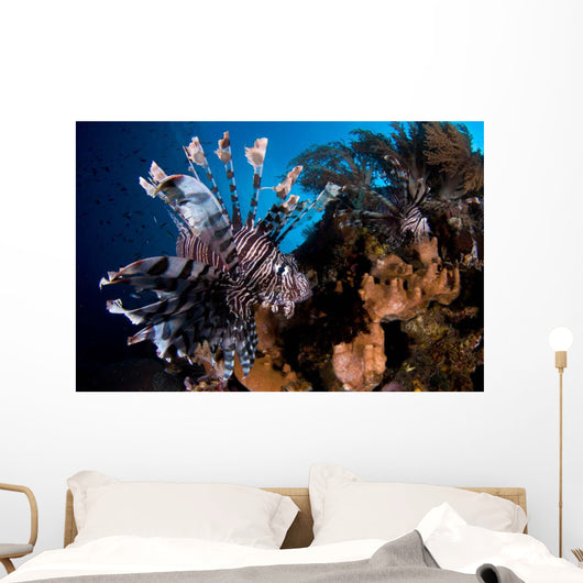 Two Lionfish Hunting Small Wall Decal Design 1