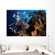 Two Lionfish Hunting Small Wall Decal Design 1