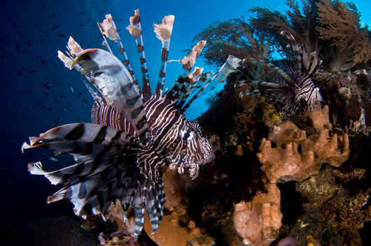 Two Lionfish Hunting Small Wall Decal Design 1