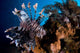 Two Lionfish Hunting Small Wall Decal Design 1
