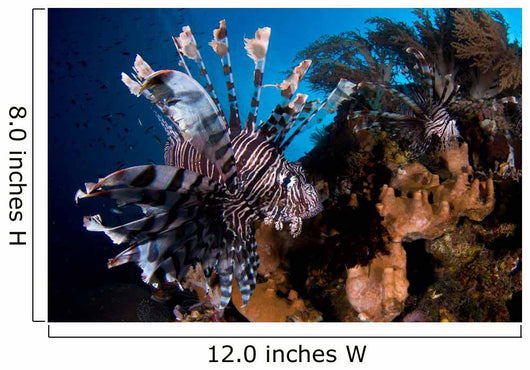 Two Lionfish Hunting Small Wall Decal Design 1