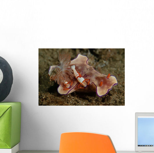 Two Emperor Shrimp Catch Wall Decal