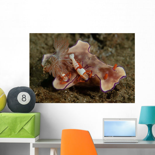 Two Emperor Shrimp Catch Wall Decal