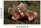 Two Emperor Shrimp Catch Wall Decal
