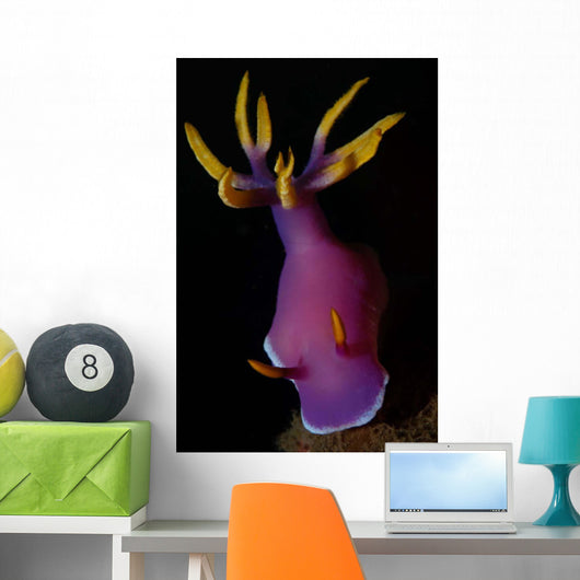 Hypselodoris Nudibranch Portrait Wall Decal