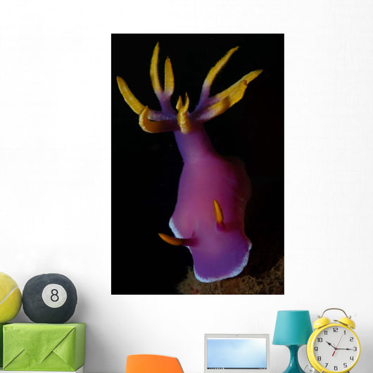 Hypselodoris Nudibranch Portrait Wall Decal