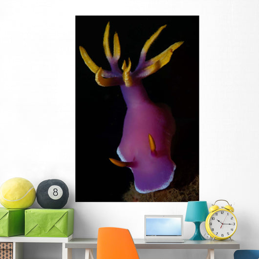 Hypselodoris Nudibranch Portrait Wall Decal