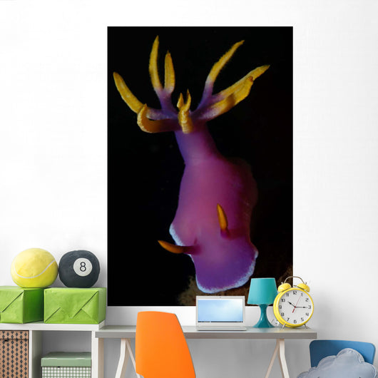 Hypselodoris Nudibranch Portrait Wall Decal