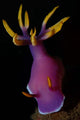 Hypselodoris Nudibranch Portrait Wall Decal
