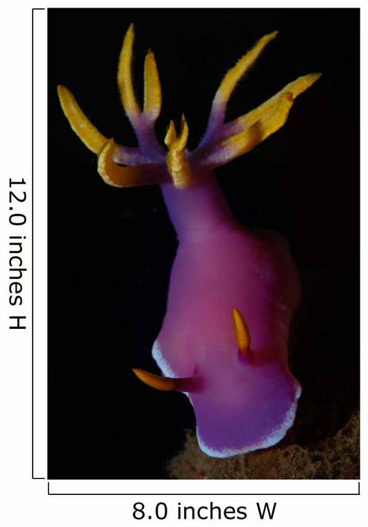 Hypselodoris Nudibranch Portrait Wall Decal