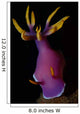 Hypselodoris Nudibranch Portrait Wall Decal