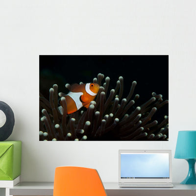 False Clownfish Magnificent Sea Wall Decal Design 2 shown on a wall