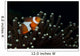 False Clownfish Magnificent Sea Wall Decal Design 2