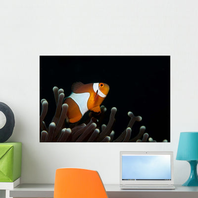 False Clownfish Magnificent Sea Wall Decal Design 1 shown on a wall