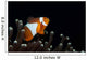 False Clownfish Magnificent Sea Wall Decal Design 1