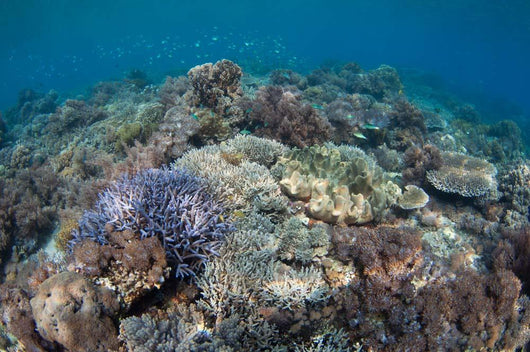 Shallow Hard Coral Garden Wall Decal Design 4