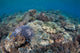 Shallow Hard Coral Garden Wall Decal Design 4