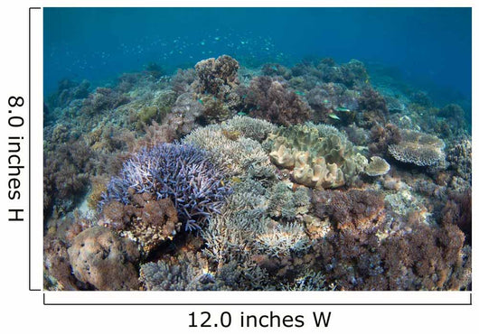 Shallow Hard Coral Garden Wall Decal Design 4