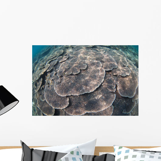 Shallow Hard Coral Garden Wall Decal Design 3